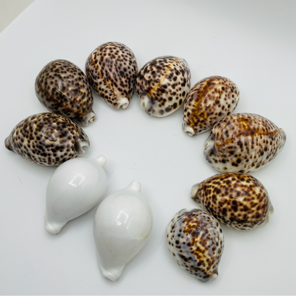10 Cowrie Tiger & White Sea Shells approximately 2” to 3” or Turtle Shells - Picture 4 of 11